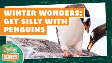 Winter Wonders: Get Silly with Penguins