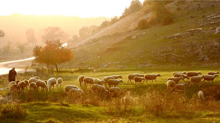 Life of a Shepherd