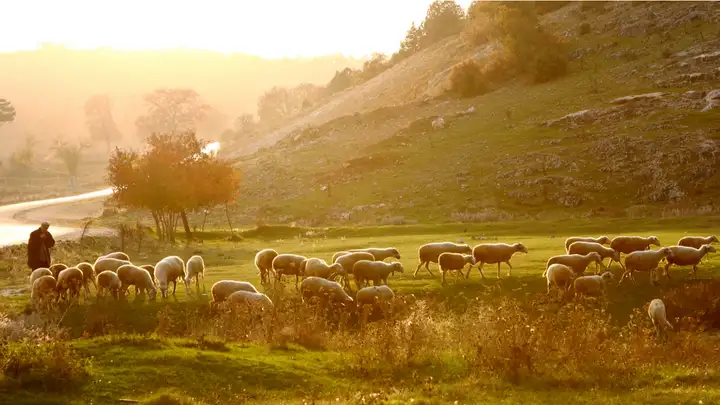 Life of a Shepherd