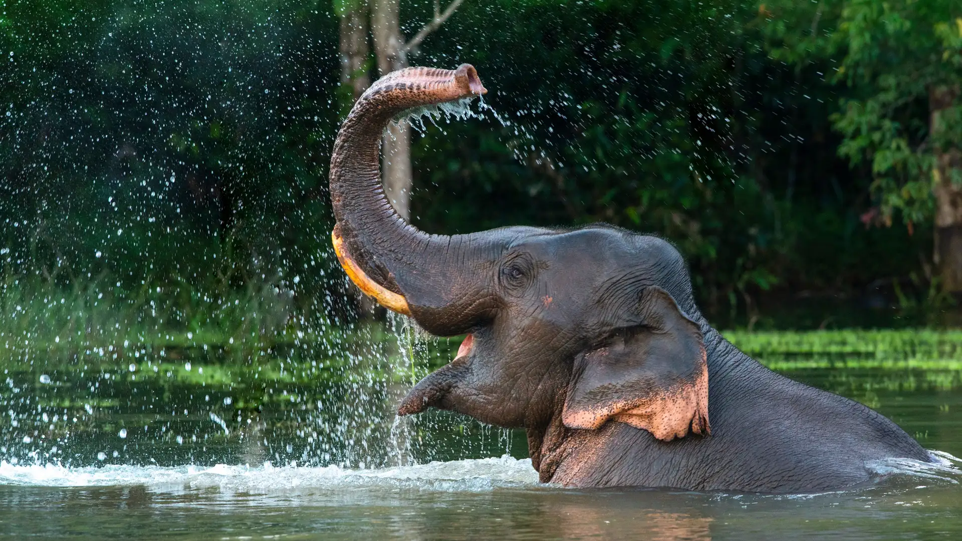 Animal Memory