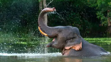 Animal Memory