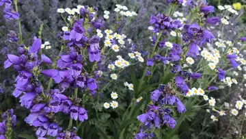 Embrace the Wild in Your Garden