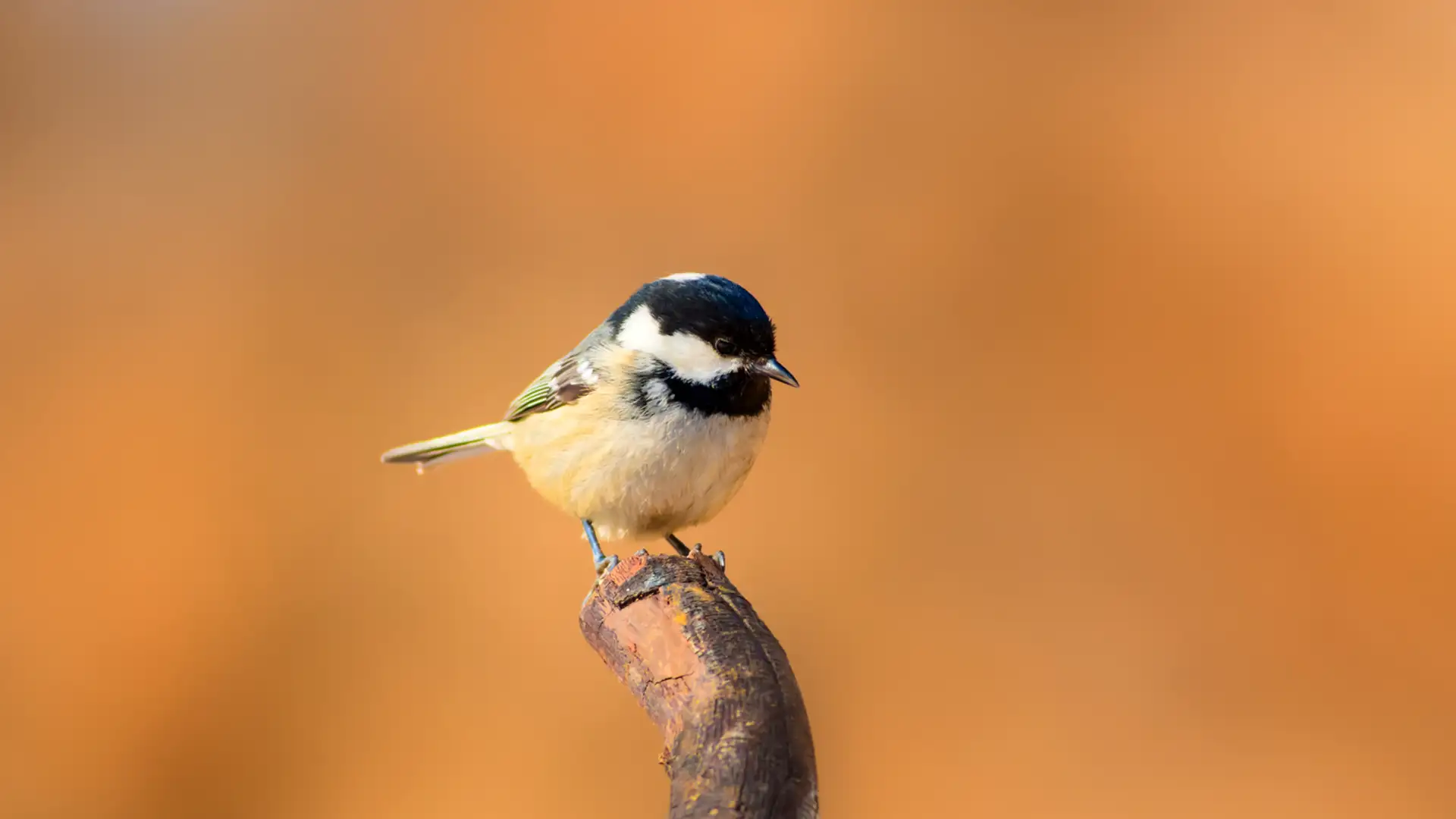 EXTRA: "I Can Fly" by Mitch Capel