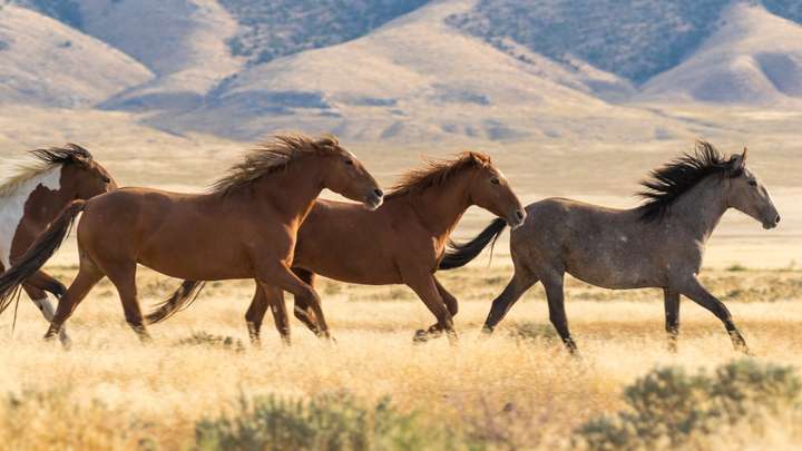 The Ecological Effects of Wild Horses