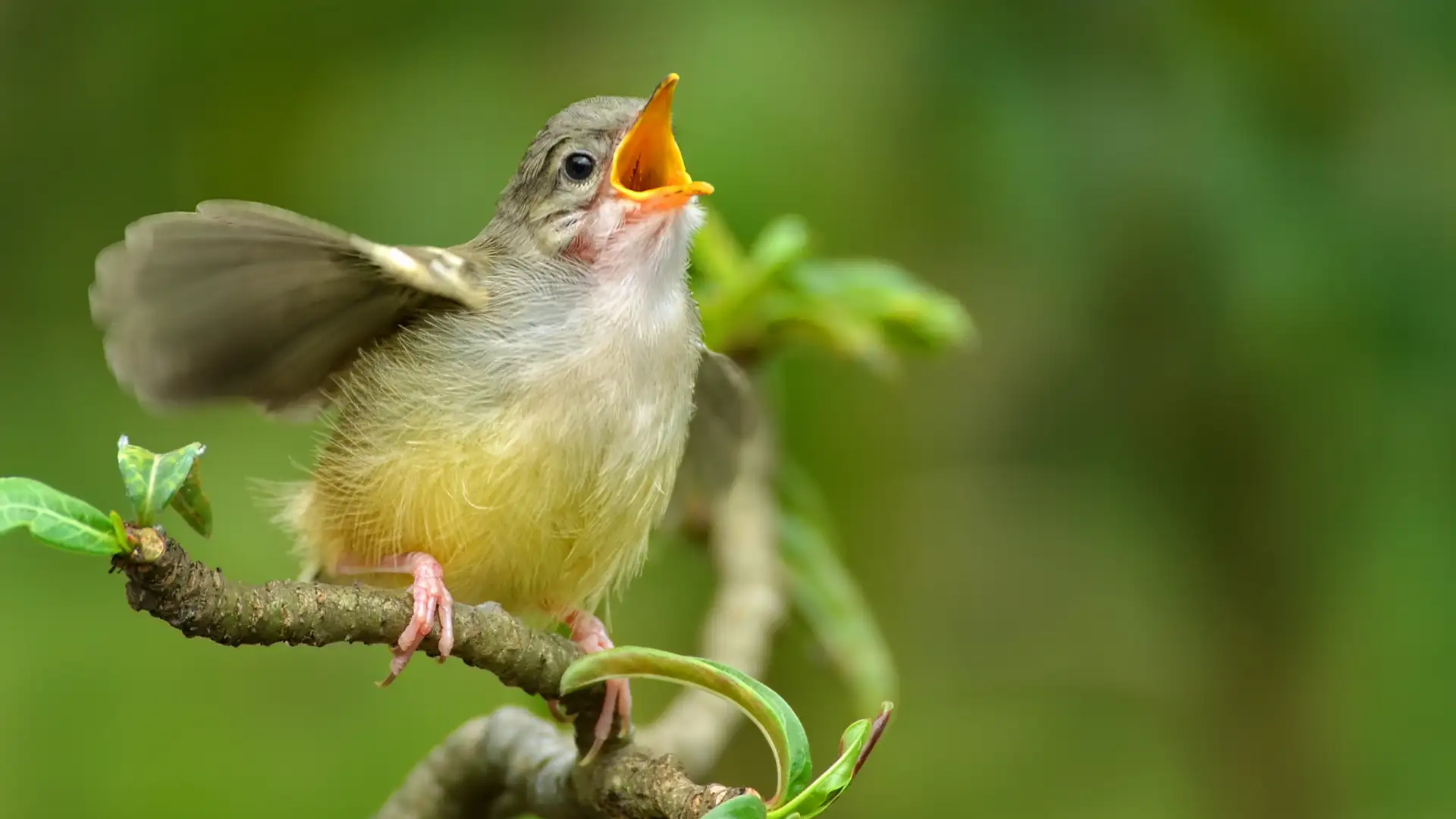 Nature's Song