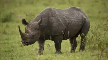 Rhino's Eyes