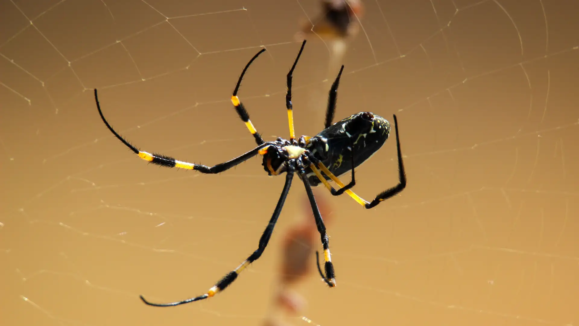 The Spider Weaver by Alton Chung