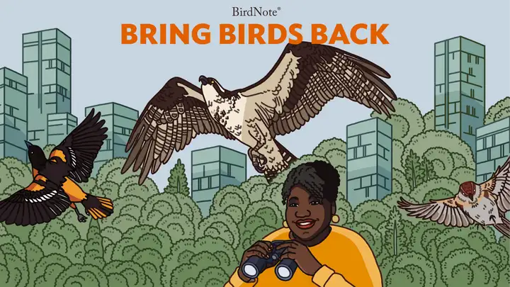 Lights Out from the Bring Birds Back Podcast