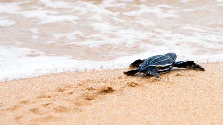 Sea-Turtle Hatchlings Adapting to Humans