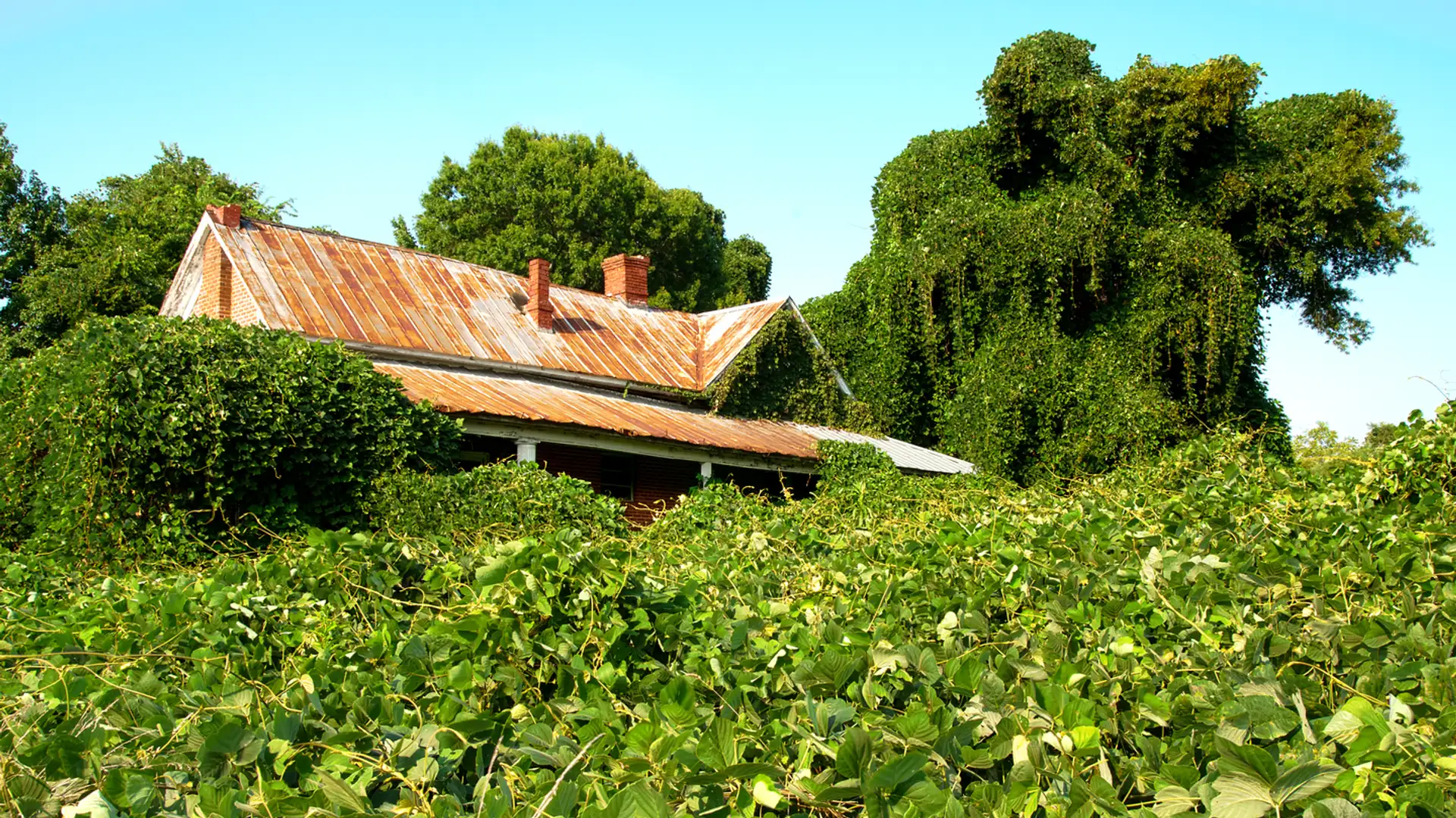 Crickets in the Kudzu