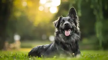 The Small-Tooth Dog