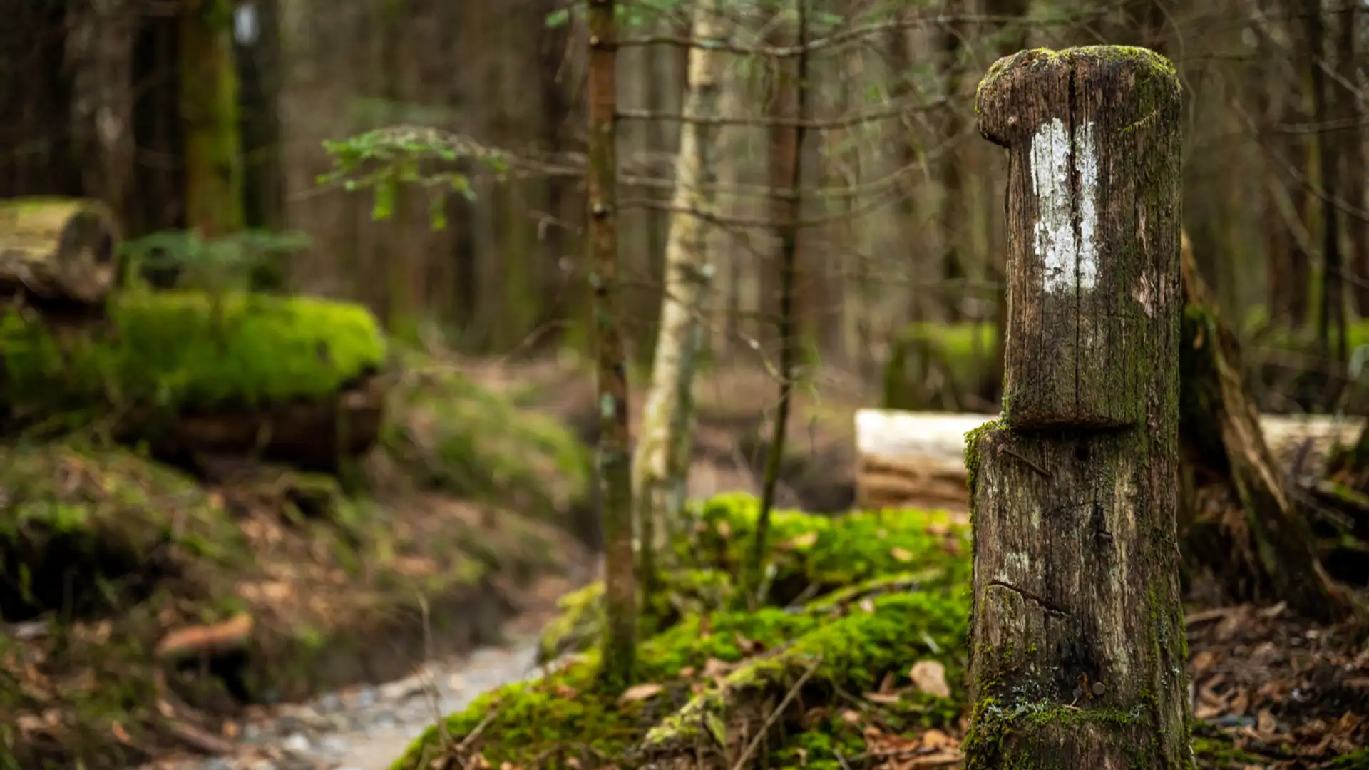 The Lord Will Go Before Your Face