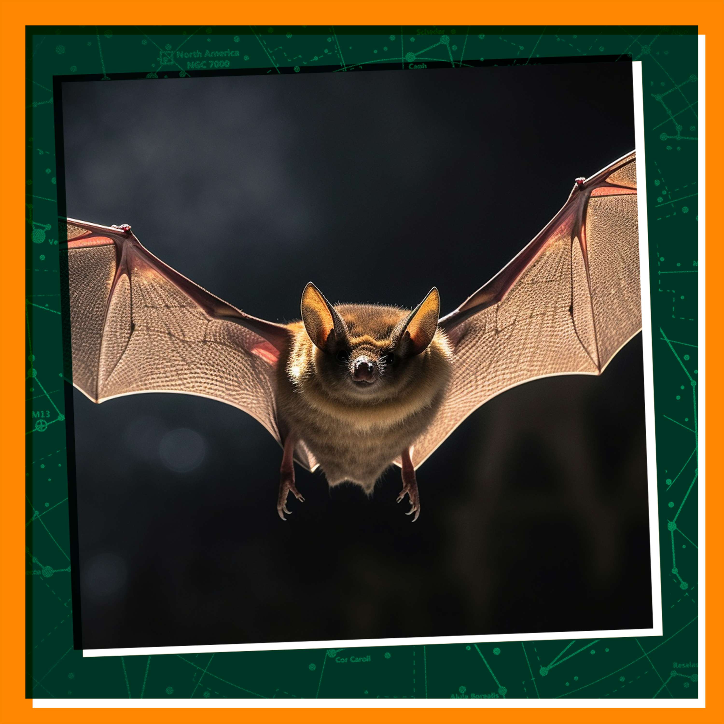 Replay: The Batman of Mexico