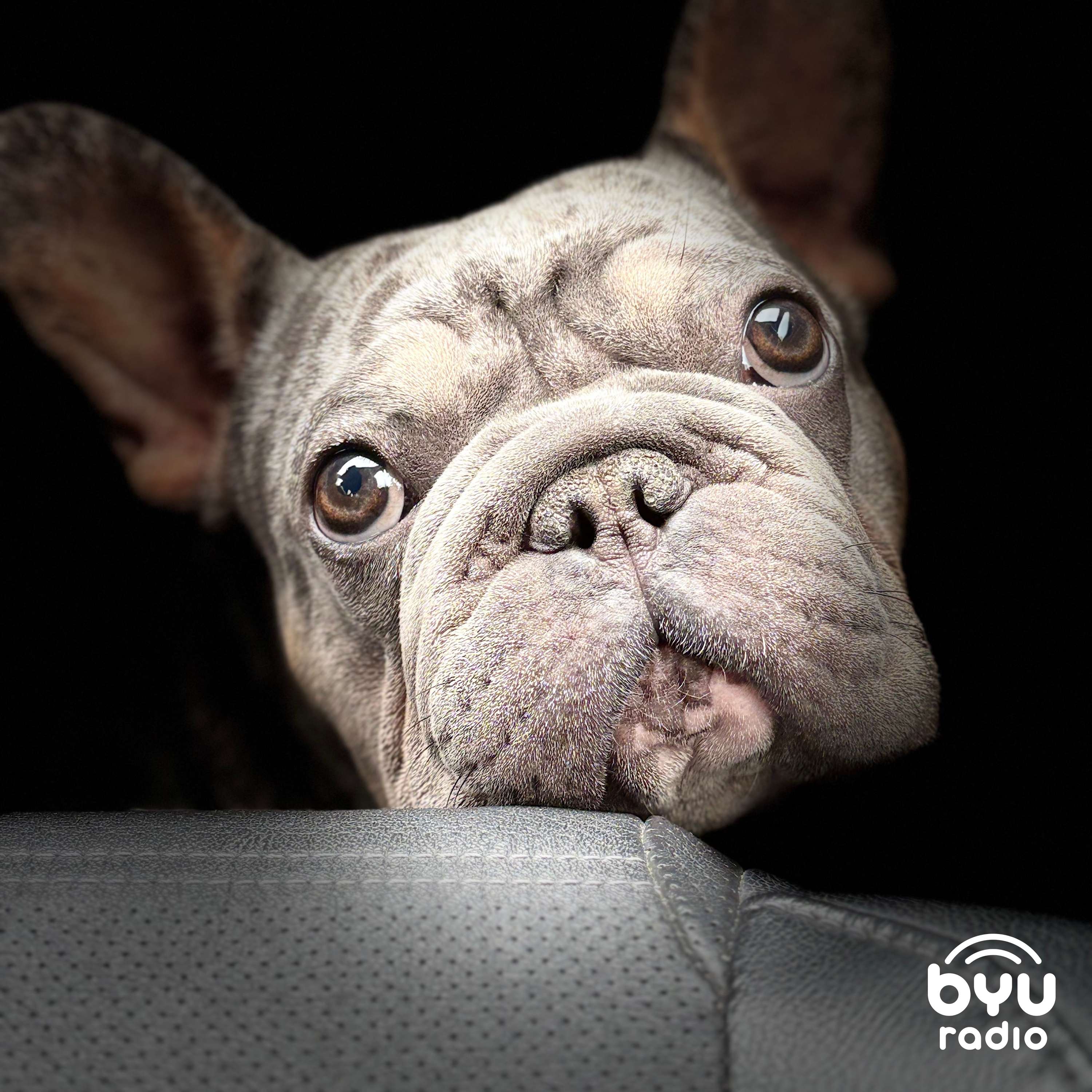 Bulldogs, Pianos, And Praise: How To Be Swept Away