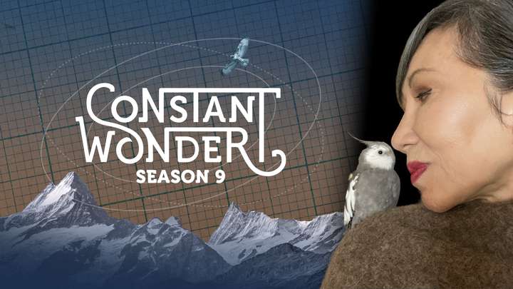 Don't Miss Season 9 of Constant Wonder!