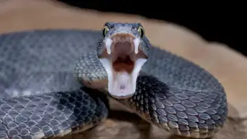 Milking Snakes