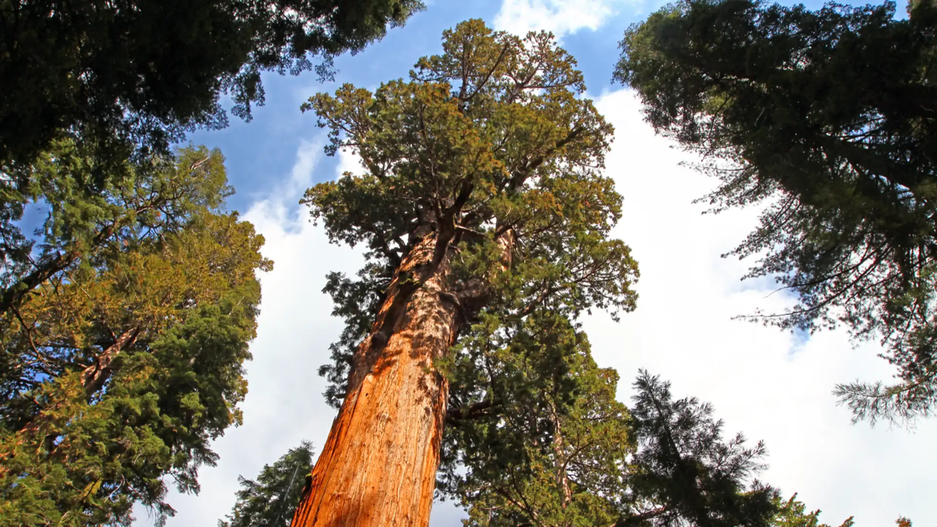 A Wonderful World in the Canopy