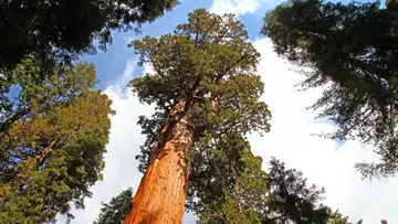 A Wonderful World in the Canopy