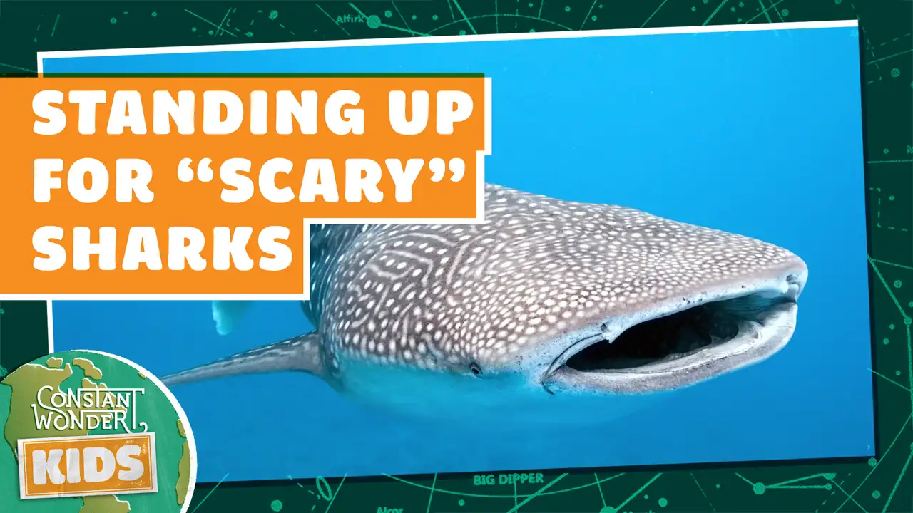Sharks Needing Help Sharks Need Our Help! - BYUradio