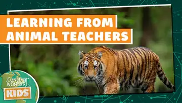 Learning from Animal Teachers
