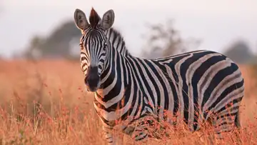 Why Zebras Have Stripes