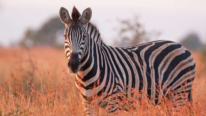 Why Zebras Have Stripes