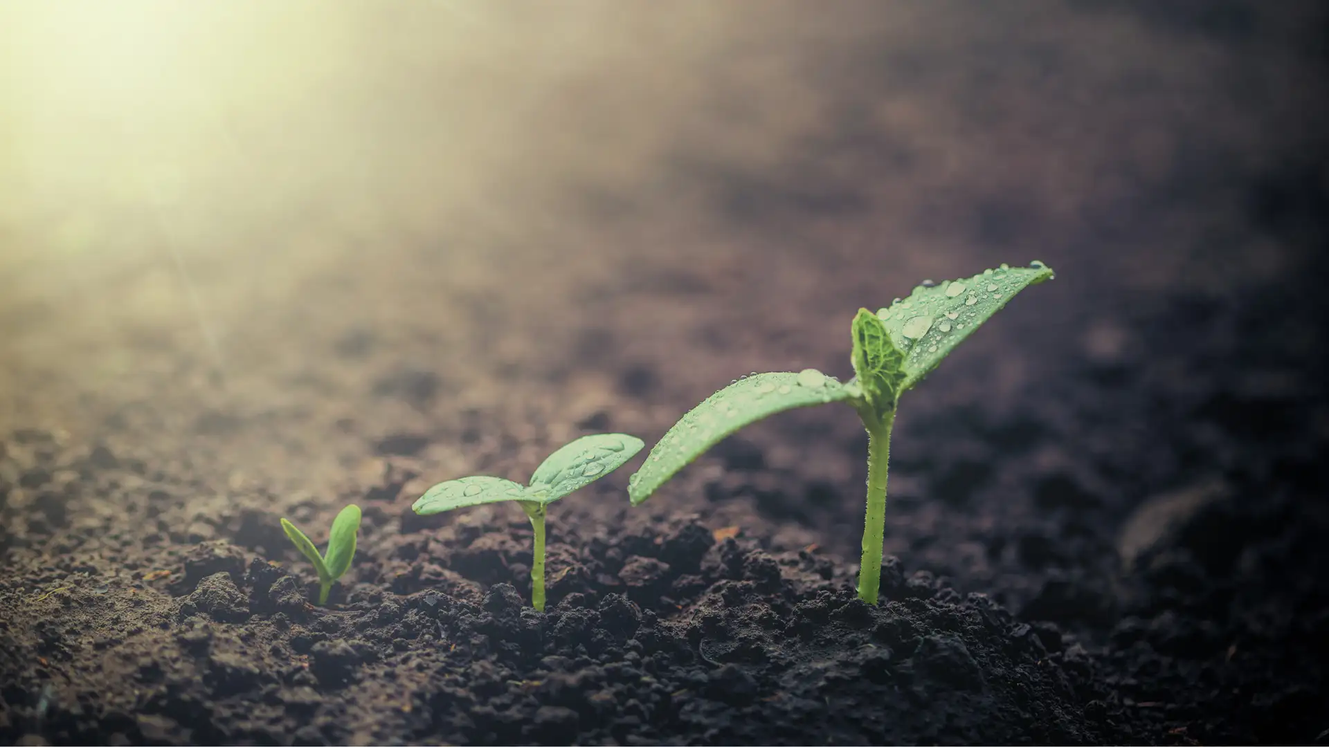 Growth and Agency