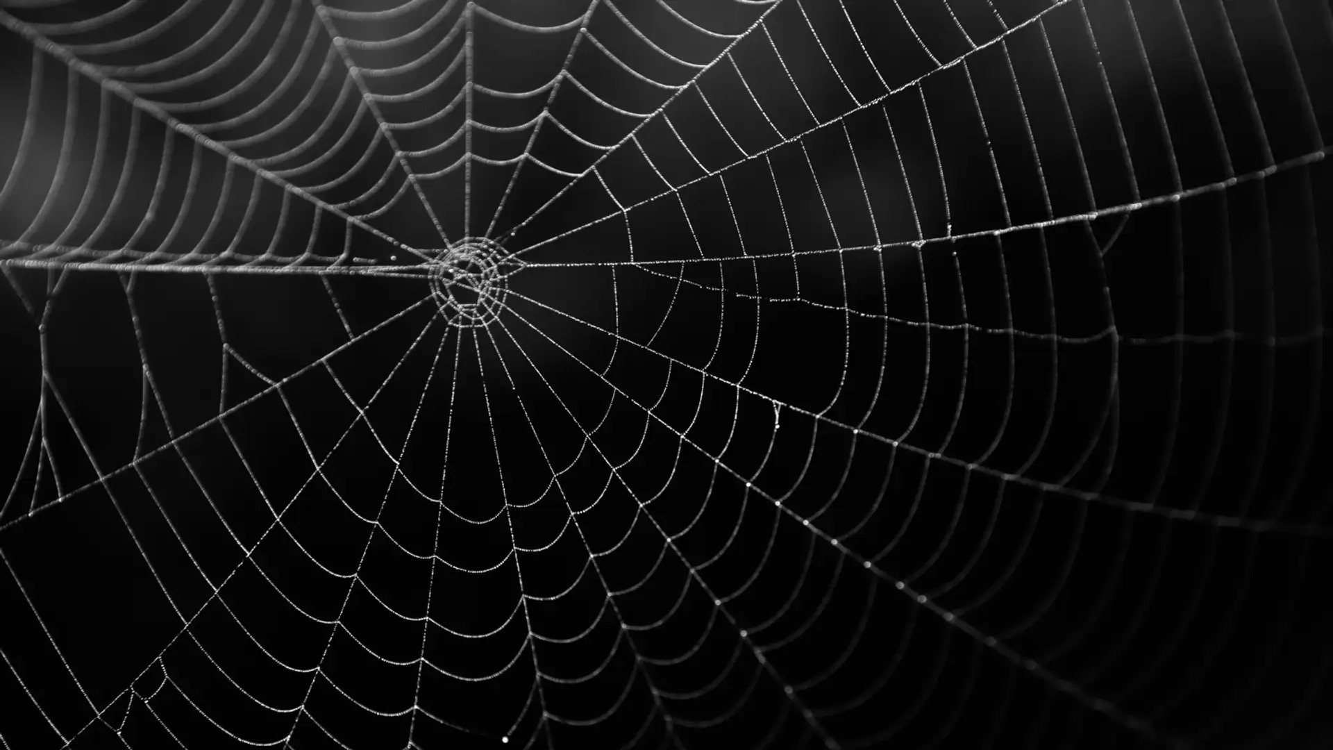 EXTRA: "Why Spider has a Small Waist" by Bobby Norfolk