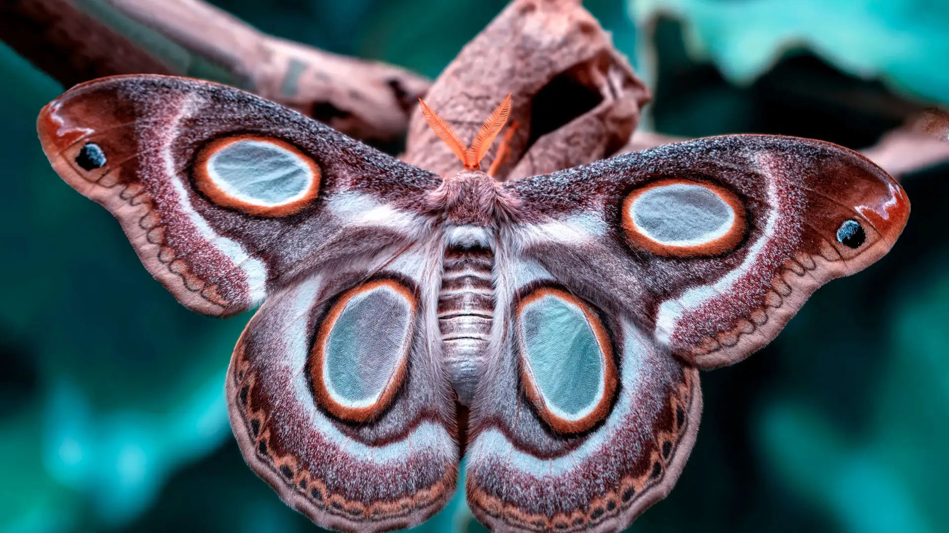 Smellicopter: A Drone that Uses a Real Moth Antenna to Smell