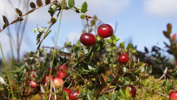 Time for Cranberries