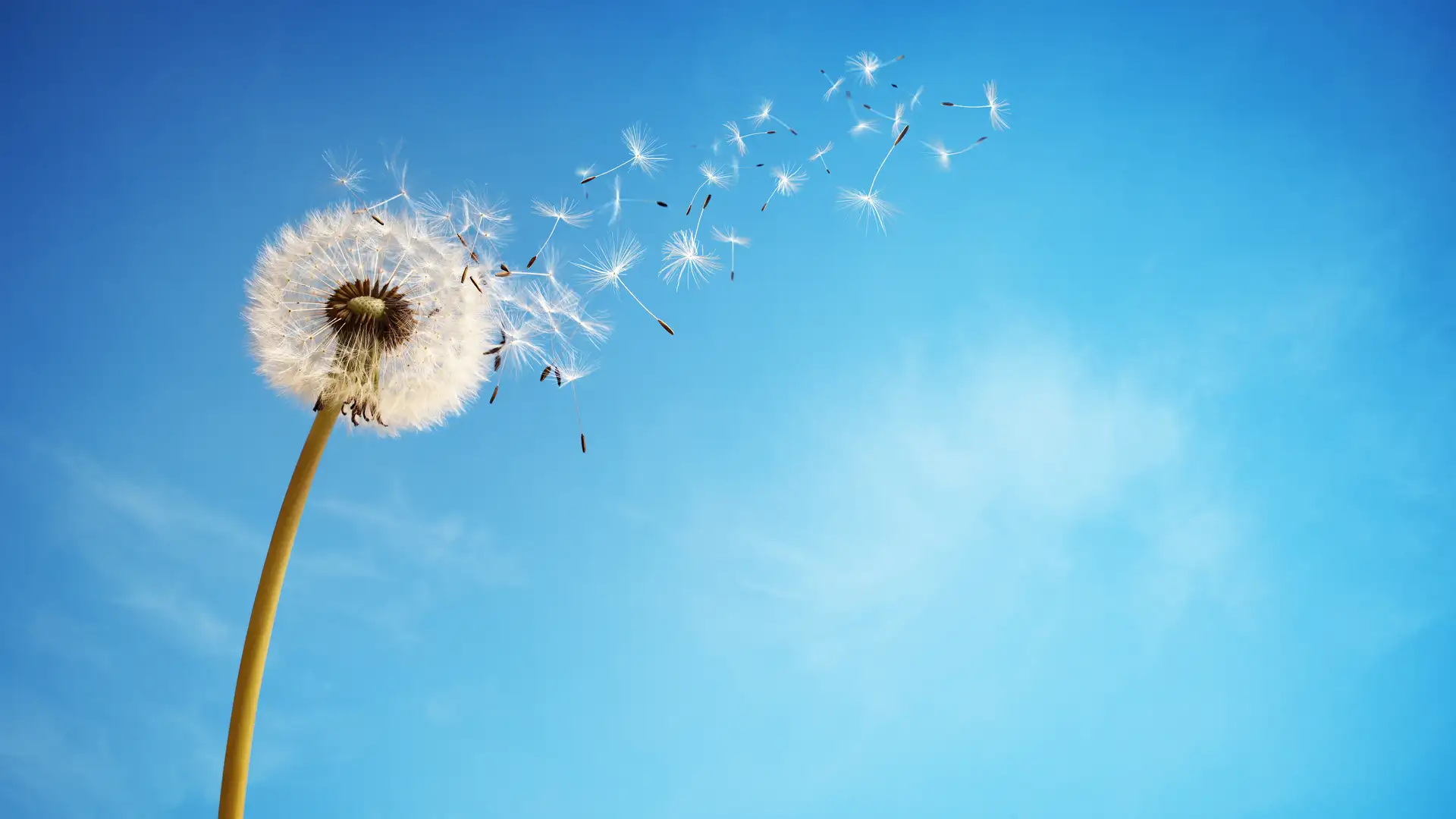 BITE: "One Wish" by Simon Brooks