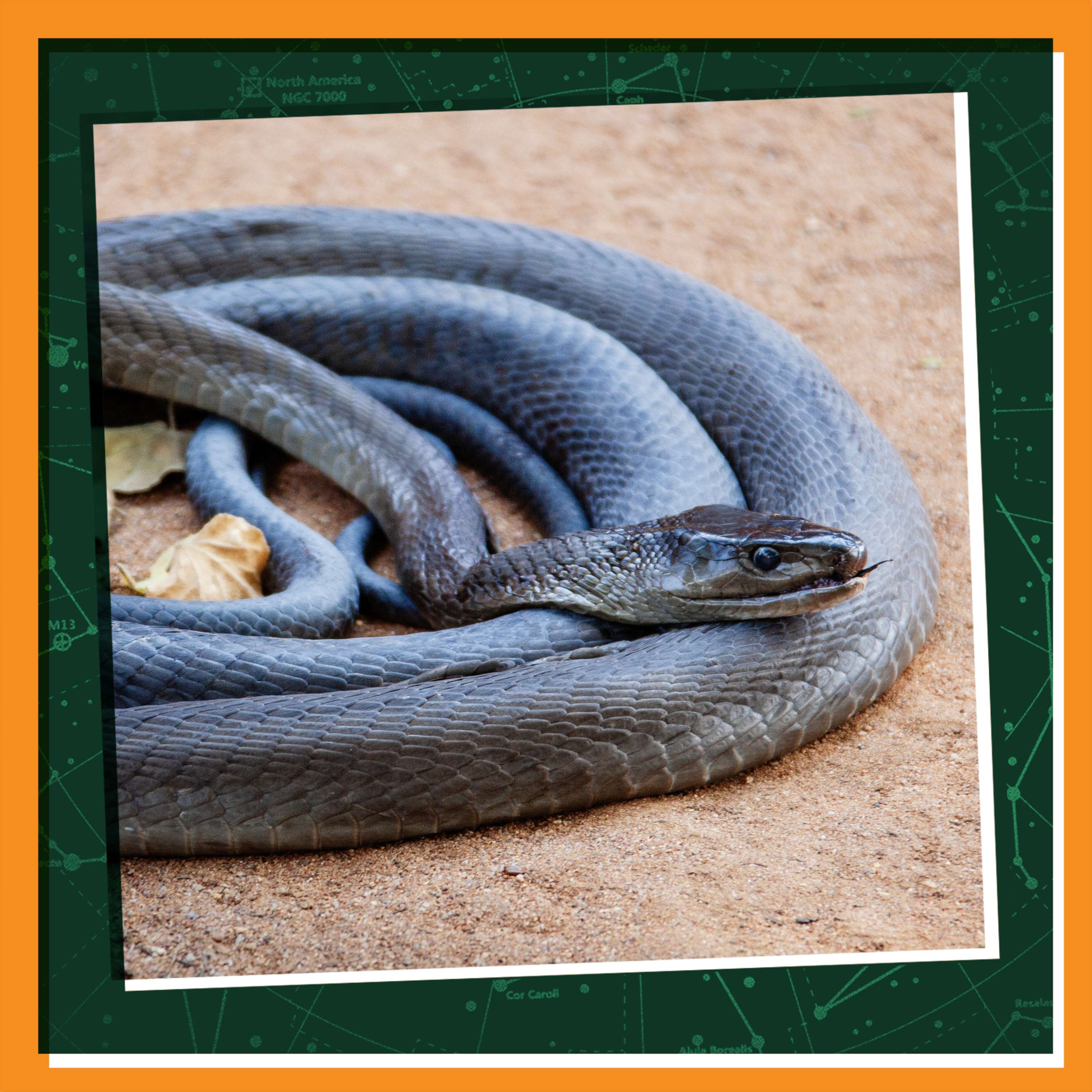 Caring for Venomous Reptiles
