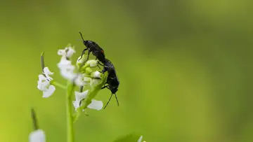 How a Weird Bug Found in Canada might Revolutionize Zoology