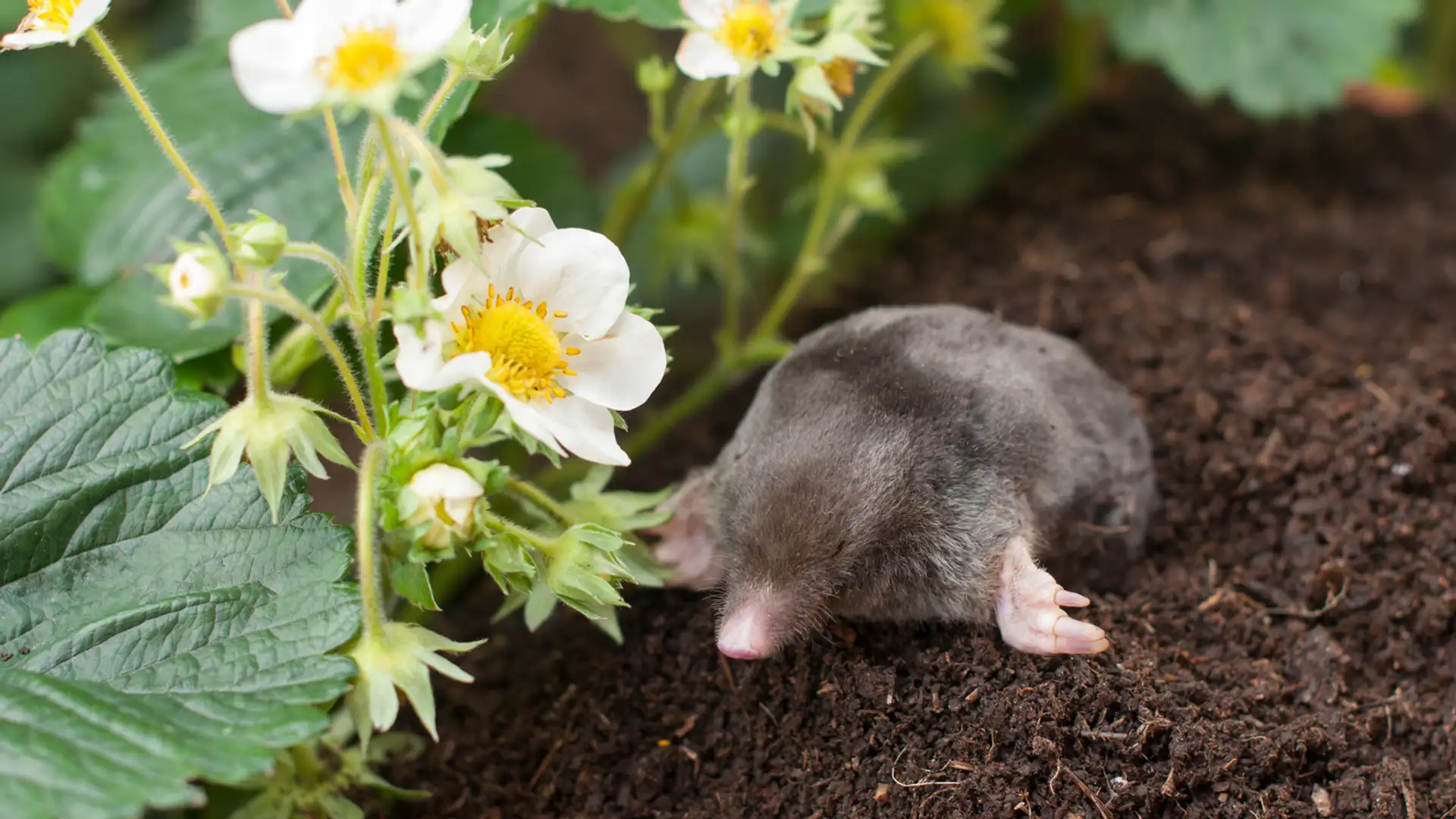 EXTRA: "Dear Mole, Mole, Mole" by Kare Strong and Josh Goforth