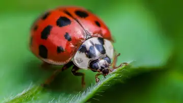 Bug Appreciation
