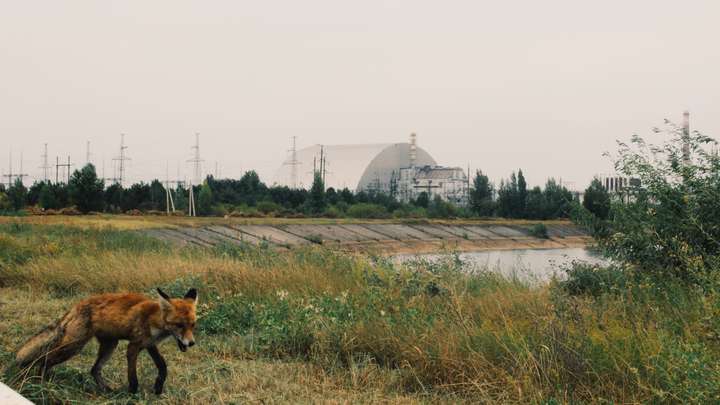 Chernobyl Animals
