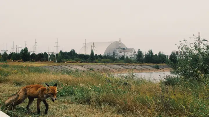 Chernobyl Animals