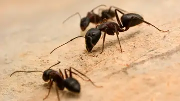 Ant Parasite