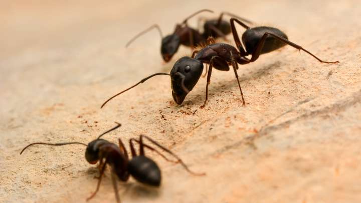 Ant Parasite