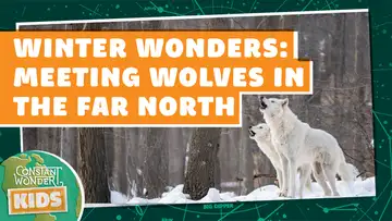 Winter Wonders: Meeting Wolves in the Far North