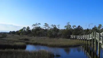 Ghost Forests