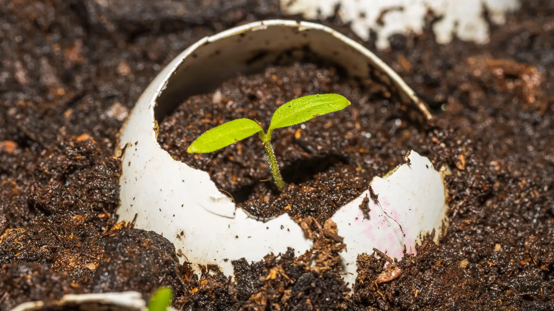 Compensating Blessings