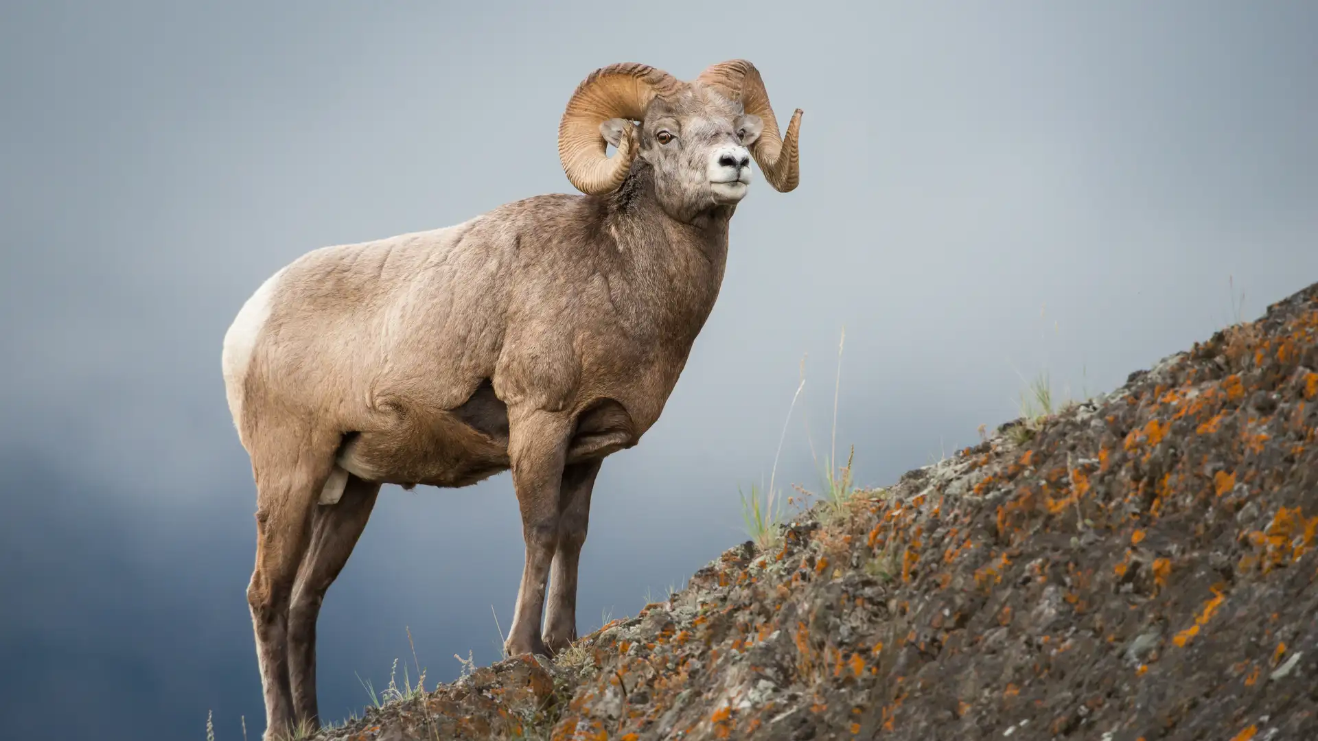 Similitude of the Savior