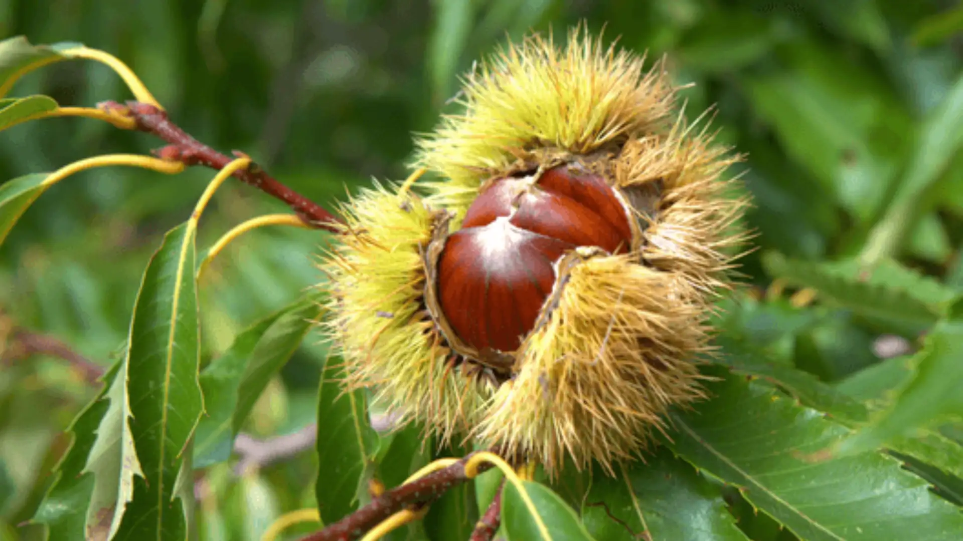 One Man's Lifelong Crusade to Save a Vanishing Tree