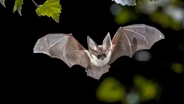 Bats