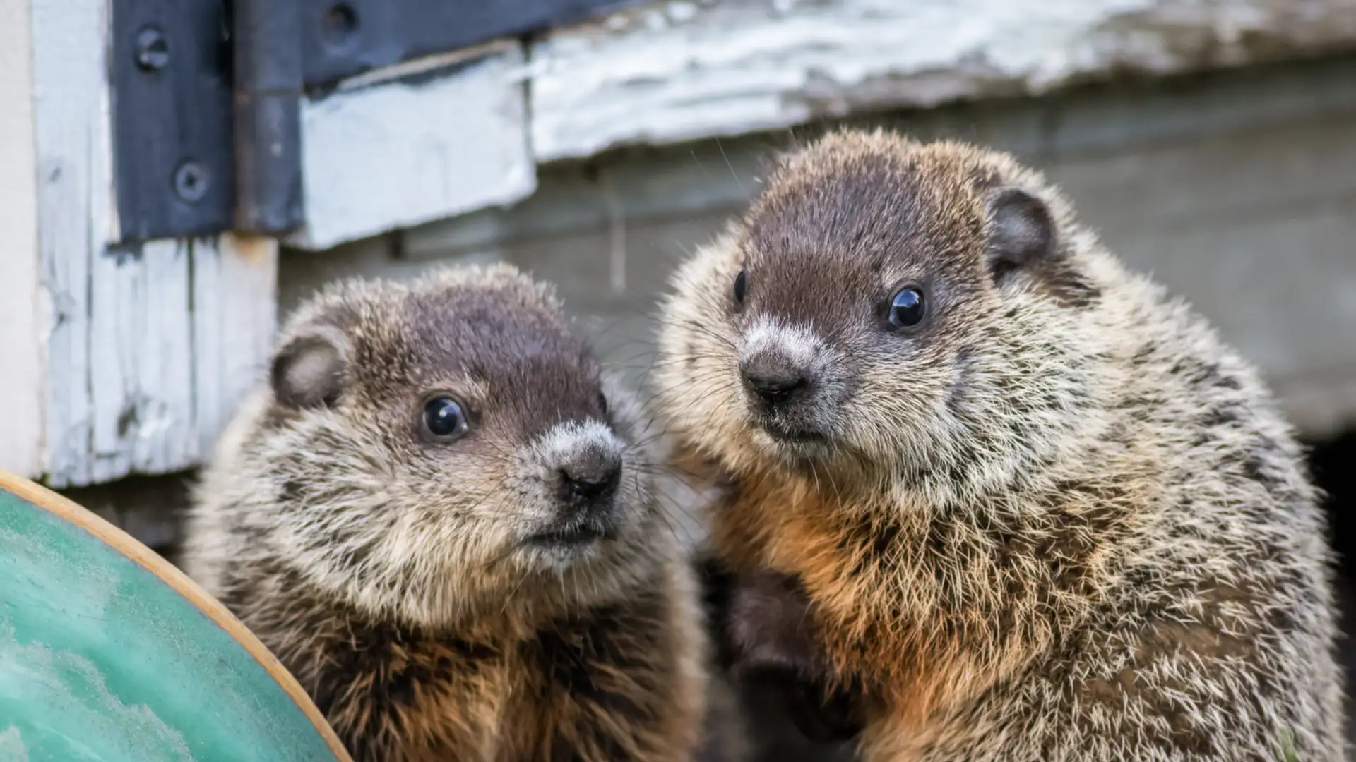 The Woodchuck as Warrior