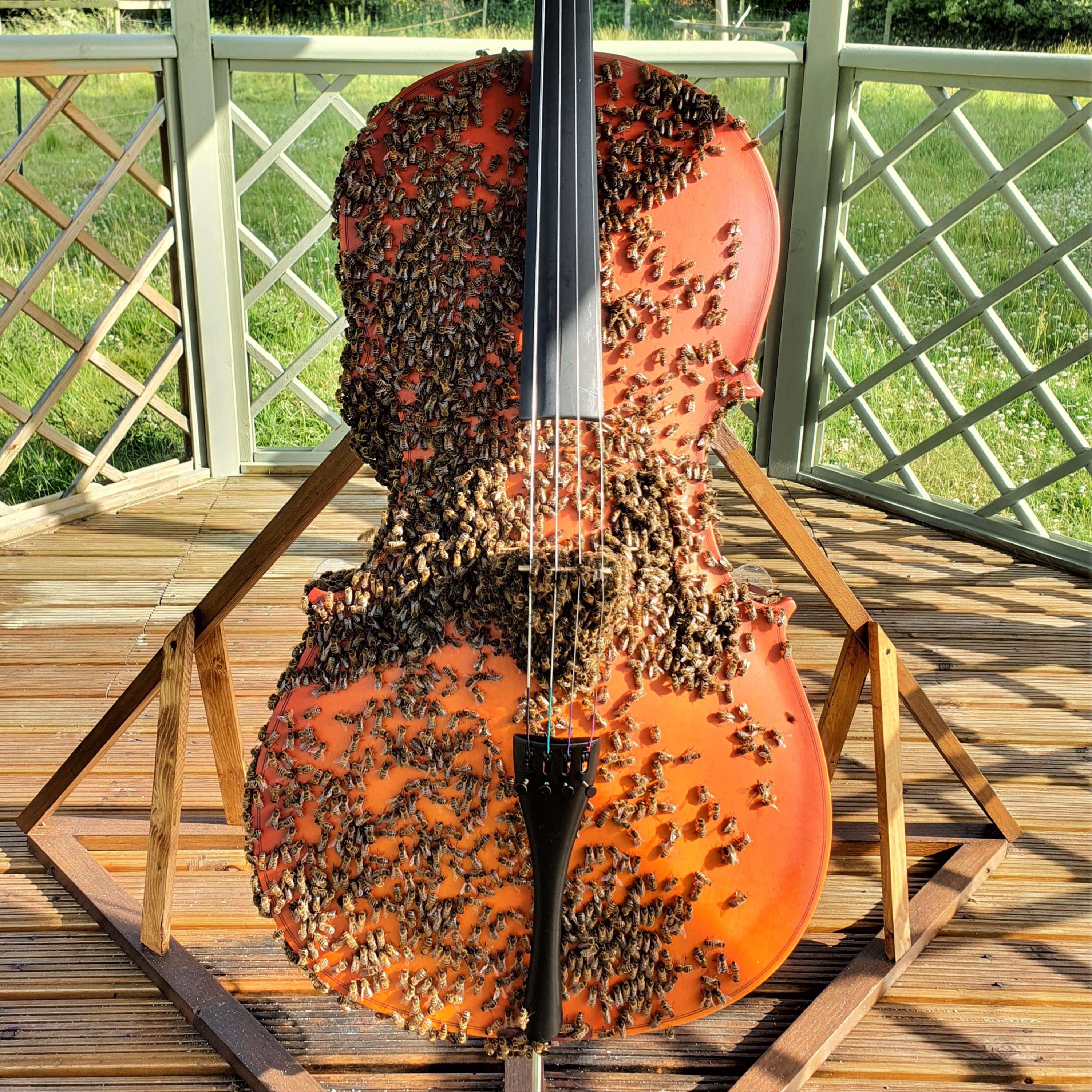 Bees with Good Vibes: A Tale of Two Hives