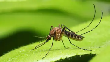 Blind Mosquitos
