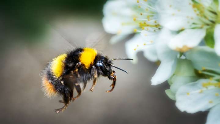 Exploring the Mind of a Bee