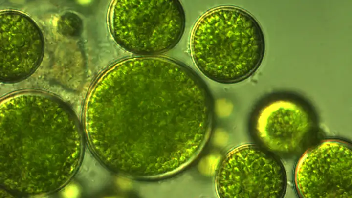 Algae Is More Than Scum